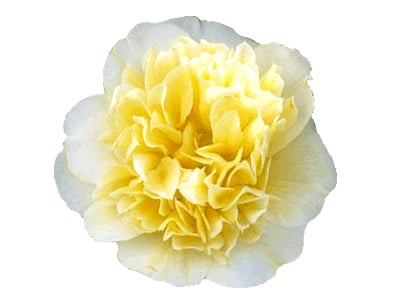 Yellow Camellias