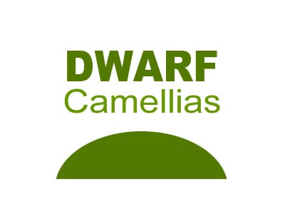 Dwarf Camellias