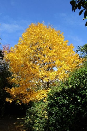 Bitternut Hickory Tree (Carya cordiformis) - 1 Gallon Pot