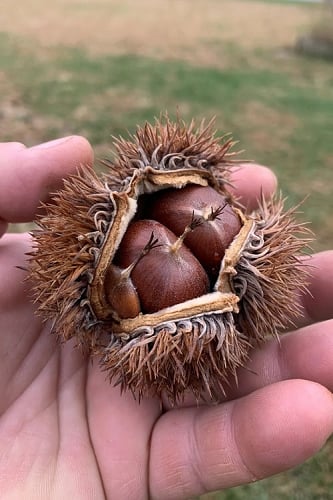 Hybrid Chestnut Tree (Castanea dentata x millesimal) - 3 Gallon Pot