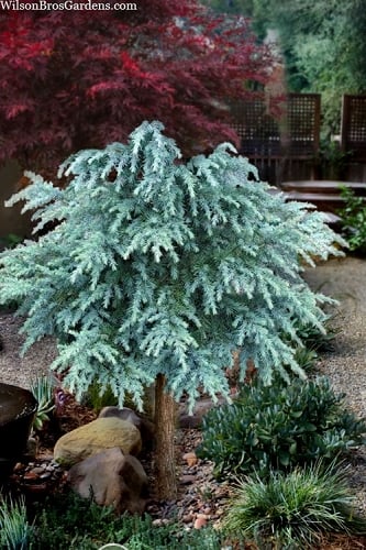 Divinely Blue Deodar Cedar Tree (Single Trunk Topiary) - 3 Gallon Pot