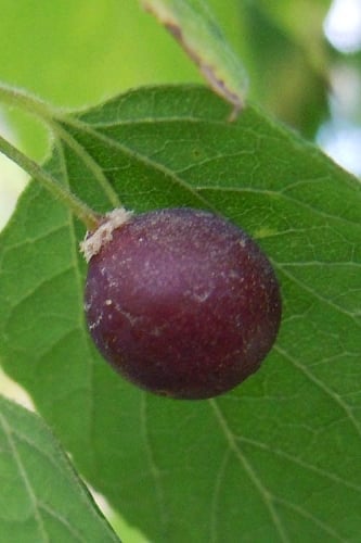American Hackberry Tree (Celtis occidentalis) - 3 Gallon Pot