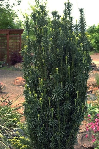 Upright Japanese Plum Yew - cephalotaxus harringtonia 'Fastigiata' - 3 Gallon Pot