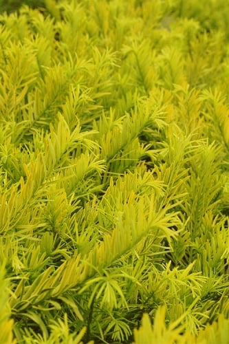 Golden Dragon Plum Yew (Cephalotaxus harringtonia) - 3 Gallon Pot - SALE