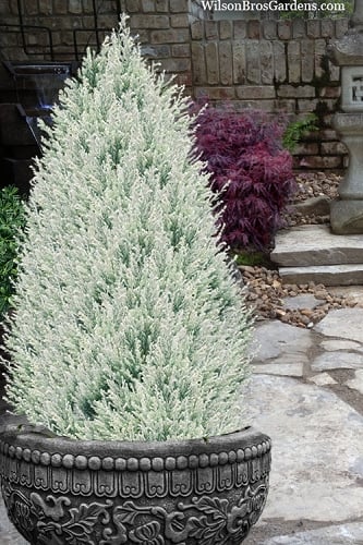 Barry's Silver Lawson Cypress (Chamaecyparis lawsoniana) - 2 Gallon Pot