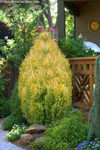 Golden Surprise Lawson Cypress - 2 Gallon Pot 
