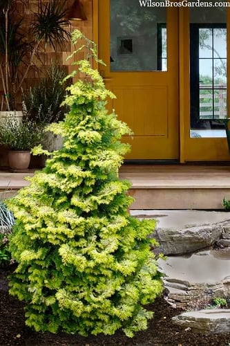 Confucius Golden Hinoki Cypress (Chamaecyparis obtusa) - 3 Gallon Pot