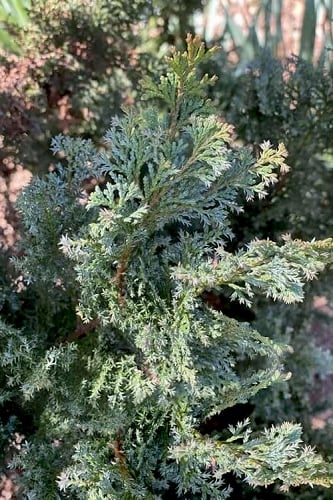 Gimborn Beauty Hinoki Cypress - 3 Gallon Pot