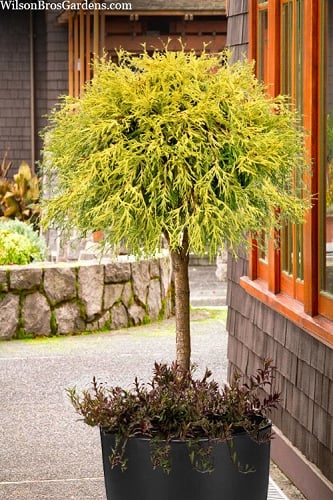 Gold Mop Threadleaf Cypress Tree (Standard Topiary) - 5 Gallon Pot