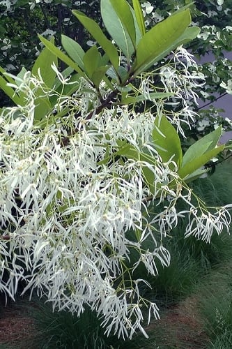 Spring Fleecing Fringe Tree (Chionanthus virginicus) - 7 Gallon Pot (4-5')  