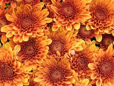 Chrysanthemum | Garden Mums