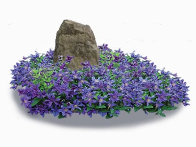 Clematis for Groundcover