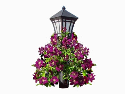 Clematis for Posts & Poles