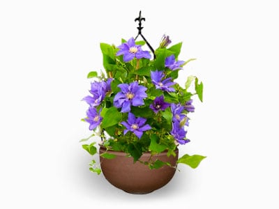 Clematis for Pots & Containers
