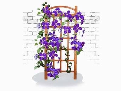 Clematis for Trellises & Walls