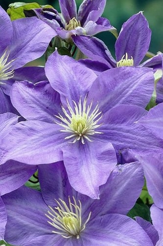 Lady Northcliffe Clematis - 1 Gallon Pot