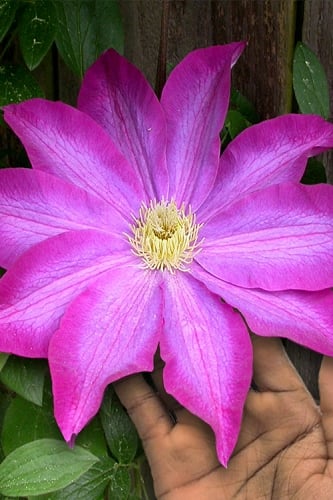 Pink Champagne Clematis - 1 Gallon Pot