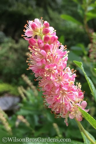 Ruby Spice Summersweet (Clethra) - 3 Gallon Pot