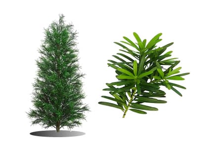 Podocarpus | Trees