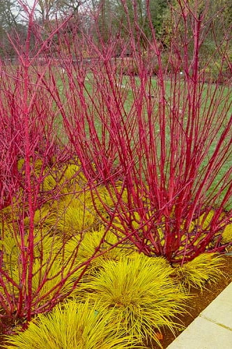 Red Osier Red Twig Dogwood (Cornus sericea) - 1 Gallon Pot 