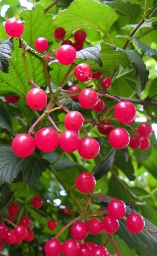 Cranberry Viburnum (Highbush) - 1 Gallon Pot
