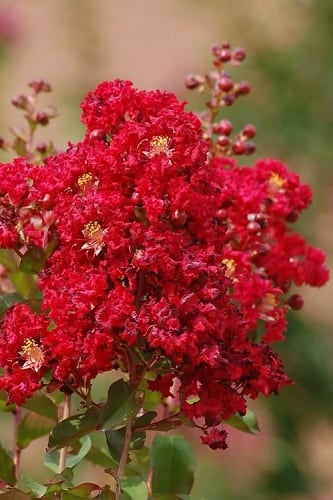 Red Rooster Crape Myrtle - 2 Gallon Pot