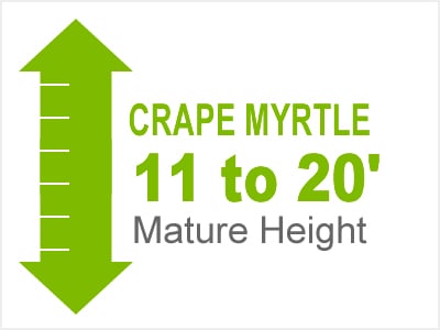 Crape Myrtle 10 to 20' Mature Height