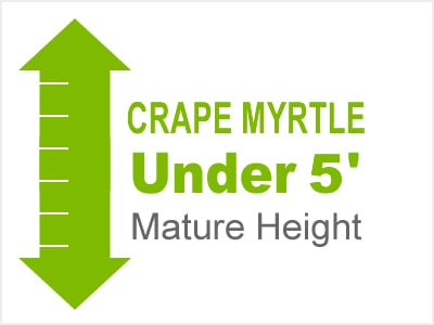 Crape Myrtle Under 5' Mature Height