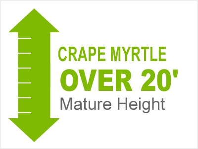Crape Myrtle Over 20' Mature Height