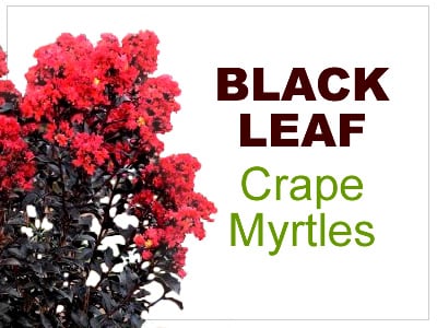 Black Leaf Crape Myrtles