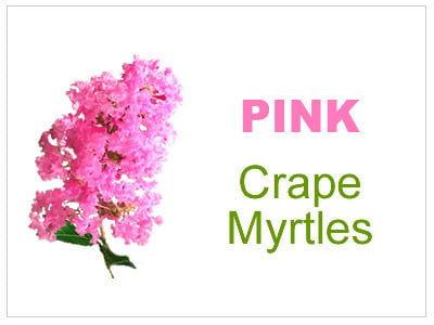Pink Crape Myrtles