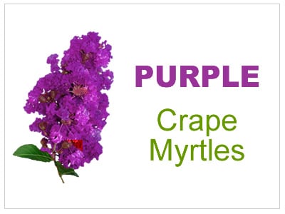 Purple | Lavender Crape Myrtles