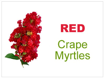 Red Crape Myrtles
