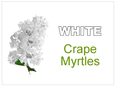White Crape Myrtles