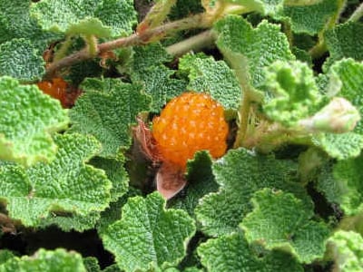 Creeping Raspberry | Rubus