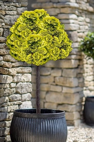 Golden Dwarf Hinoki Cypress (Tree Form Topiary) - Chamaecyparis obtusa 'Nana Lutea' - 1 Gallon Pot