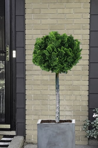 Dwarf Hinoki Cypress Topiary Tree (Standard) - Chamaecyparis obtusa 'Nana Gracilis' - 1 Gallon Pot