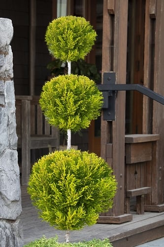 Goldcrest Monterey Lemon Cypress - 3-Ball Poodle Tier Topiary - 2 Gallon Pot 
