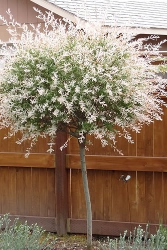 Variegated Dappled Willow Tree - Salix integra 'Hakuro Nishiki' - 3 Gallon Pot - Tree Form 