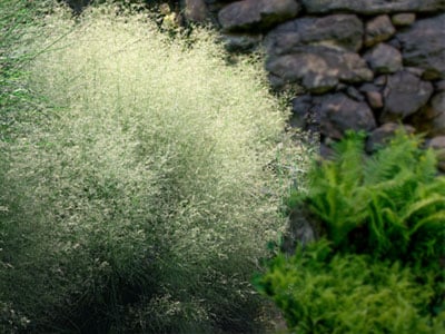 Tufted Hair Grass | Deschampsia