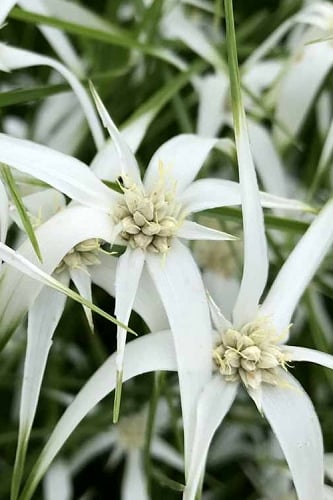 White Star Grass (Rhynchospora colorata) - 1 Gallon Pot