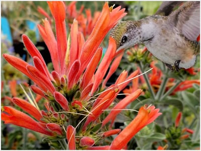Dicliptera | Hummingbird Plant