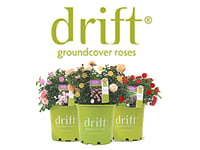 Drift Dwarf Roses