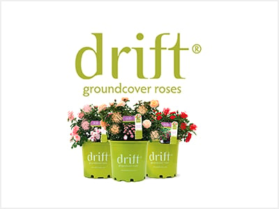 Drift Roses