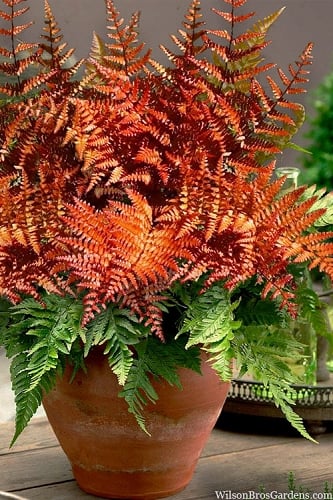 Autumn Brilliance Fern (Dryopteris erythrosora) - 1 Gallon Pot