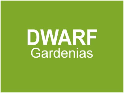 Dwarf Gardenias