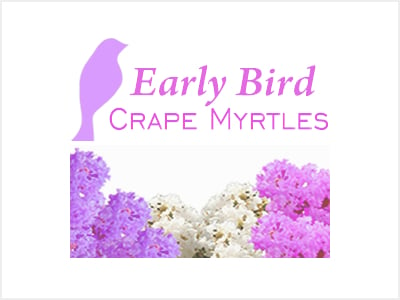 Early Bird Crape Myrtles