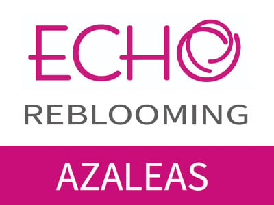 Echo Reblooming Azalea Series