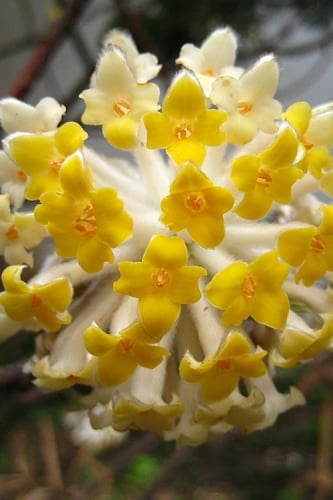 Winter Gold Edgeworthia chrysantha - Paper Bush - 3 Gallon Pot
