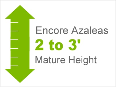 2-3' Mature Height Encore Azaleas